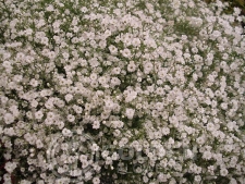 Gypsophila - Perfecta