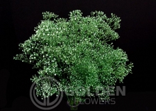 Gypsophila - Tinted Green