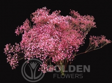 Gypsophila - Tinted Hot Pink