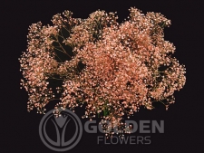 Gypsophila - Tinted Orange