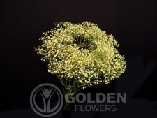 Gypsophila - Tinted Yellow