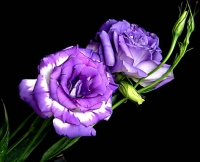 Lisianthus