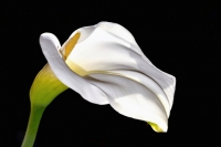 Calla Lily