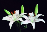 Lily
