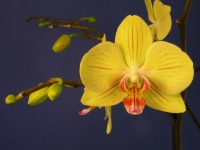 Cymbidium Orchid