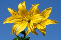 Lily
