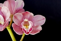Pink Cymbidium Orchid