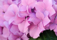 Hydrangea