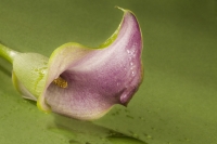 Calla Lily