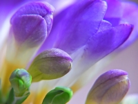 Freesia