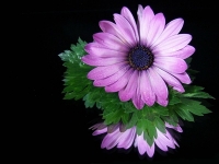 Gerbera Daisy