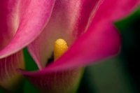 Calla Lily
