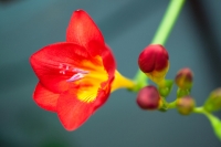 Freesia