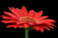 Gerbera Daisy