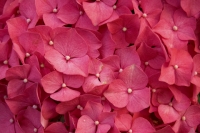 Hydrangea