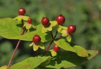 Hypericum