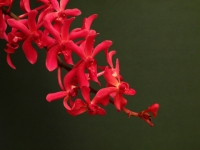 Orchid