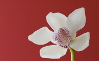 Orchid