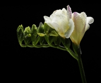 Freesia