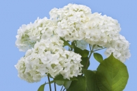 Hydrangea