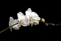 Orchid