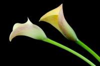 Calla Lily