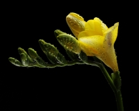 Freesia