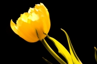 Tulip