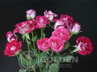 Spray Roses - Cherry Follies