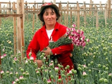 Worker At The Farm