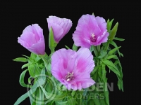 Godetia - Lavender