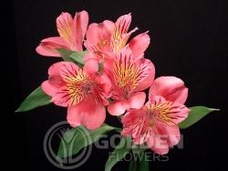 Alstroemeria - Bodego