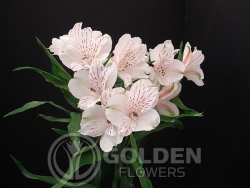 Alstroemeria - Diamond