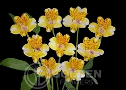 Alstroemeria - Eleanor