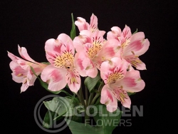 Alstroemeria - Elvira