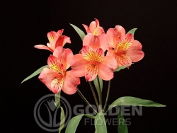 Alstroemeria - Etna