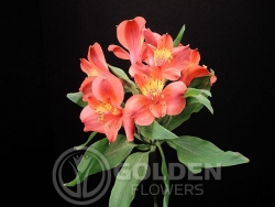 Alstroemeria - Fuego