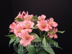 Alstroemeria - Kodiak