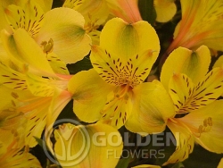 Alstroemeria - Mango