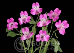 Alstroemeria - Milka