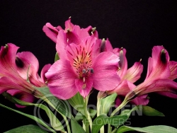 Alstroemeria - Napoli