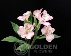 Alstroemeria - Nemo