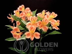 Alstroemeria - Orange Queen