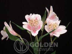 Alstroemeria - Rebecca