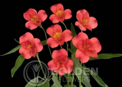 Alstroemeria - Sacha