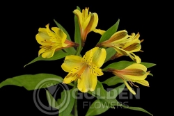 Alstroemeria - Senna