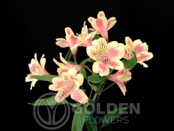 Alstroemeria - Sunny Rebecca