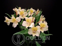 Alstroemeria - Tobago