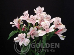 Alstroemeria - Troika