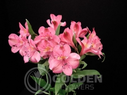 Alstroemeria - Laura